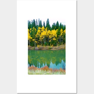 Colorado Aspens Study 35 Posters and Art